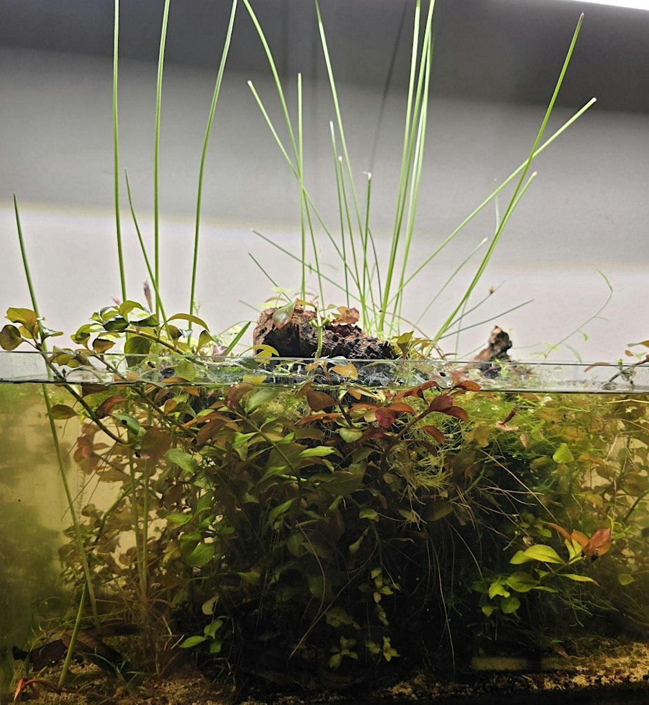 Mini Eco Aquariums
